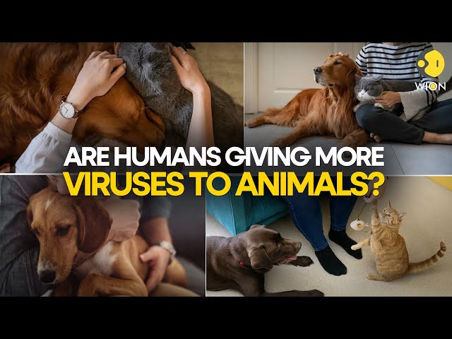 Are Humans giving more viruses to animals than they give us? | WION Originals