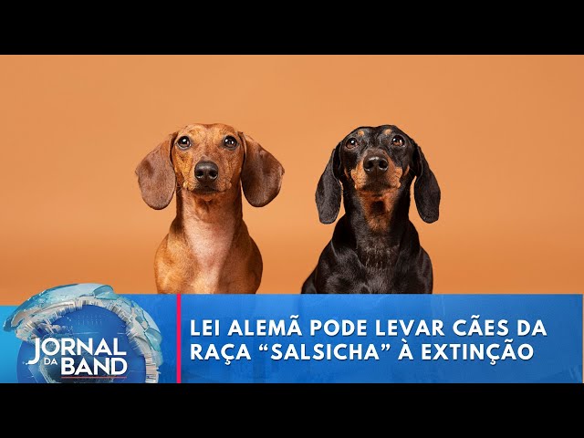 Lei alemã pode levar cães da raça “salsicha” à extinção, dizem criadores | Jornal da Band