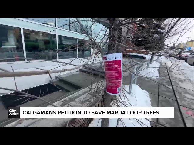 Calgarians petition to save trees in Marda Loop
