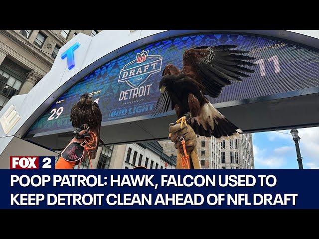 Hawk, falcon used to scare off pesky birds ahead of NFL Draft