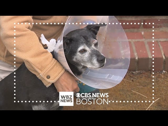 Dog bitten by coyote in Boston backyard