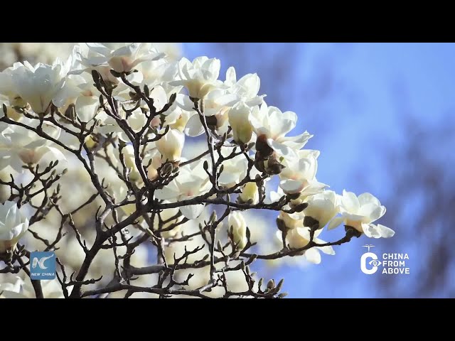 China From Above | Spring is coming, it's flower appreciation season!