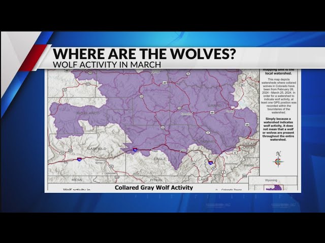 Gray wolves showing spread through Colorado