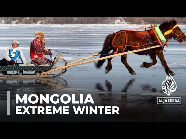 Mongolia extreme winter: Herders lose millions of livestock animals