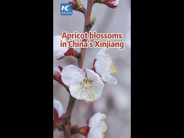 Apricot trees blossoming in China's Xinjiang