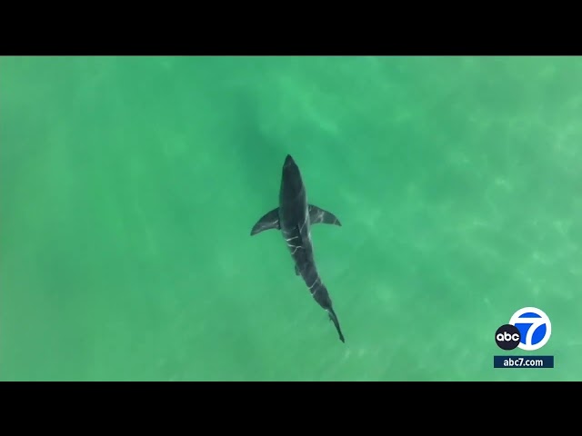 CSU Long Beach Shark Lab may lose funding, cut programs that protect swimmers