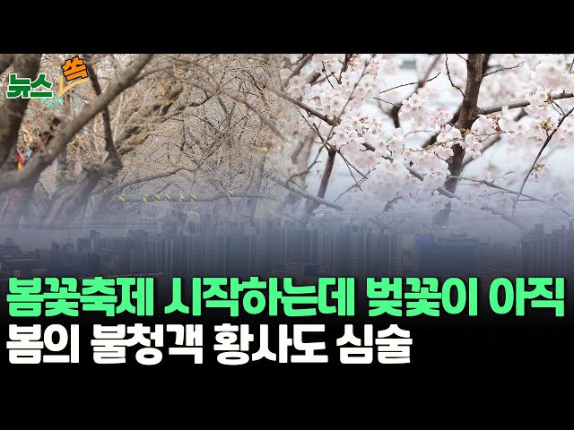 [뉴스쏙] 봄꽃축제 시작하는데 벚꽃이 아직…봄의 불청객 황사도 심술 / 연합뉴스TV (YonhapnewsTV)