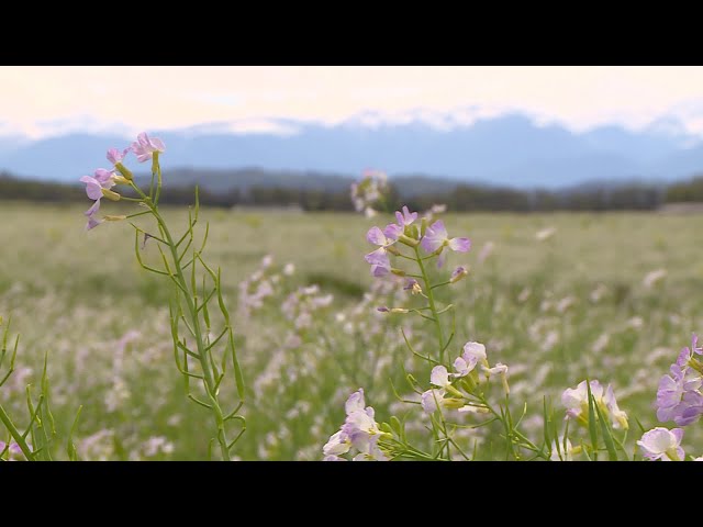 ⁣Biodiversité, couverts floraux en Béarn chez les maïsiculteurs