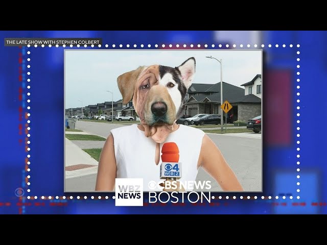 Reporter reacts to dog DNA story shoutout from Stephen Colbert