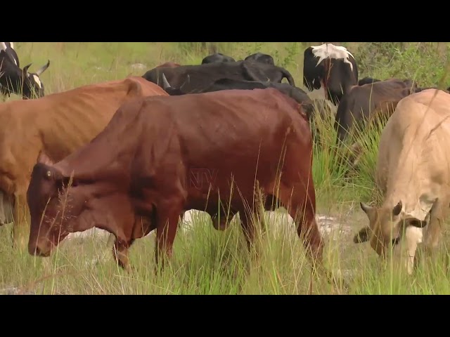 Uganda Census: 14.5 Million cattle recorded in 2021