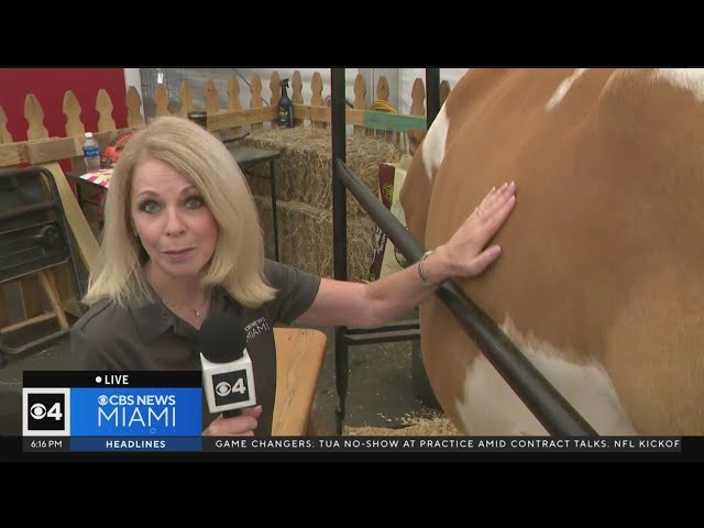 Cindy Preszler milks cow at Miami-Dade County Fair