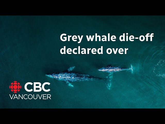 Mass die-off of grey whales declared over