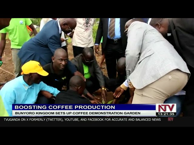 Bunyoro kingdom sets up coffee demonstration garden