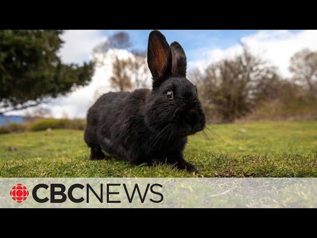 Advocates in B.C. want you to think twice about adopting a pet rabbit. Here's why