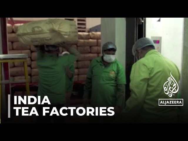 India climate change: Tea factories in west Bengal state close down