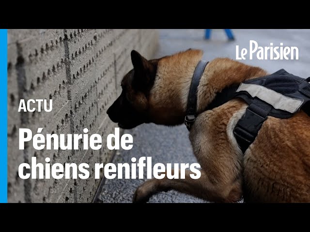 ⁣Pénurie de chiens renifleurs pour les JO, la France fait appel à des renforts étrangers