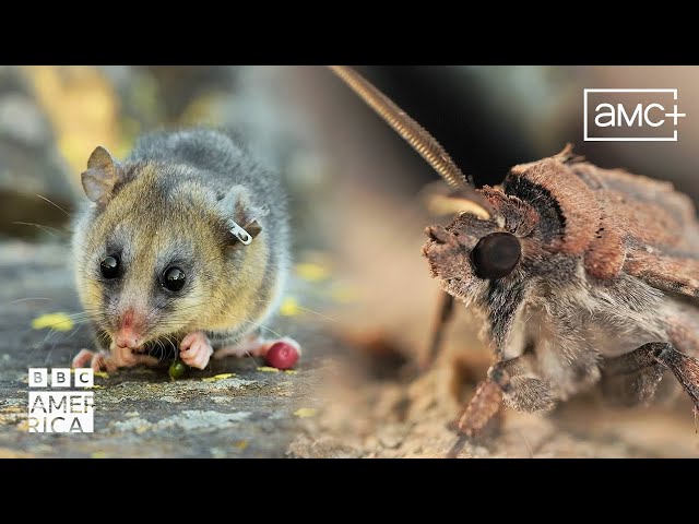 Moths, Mountains & Marsupials | Our Planet Earth | BBC America