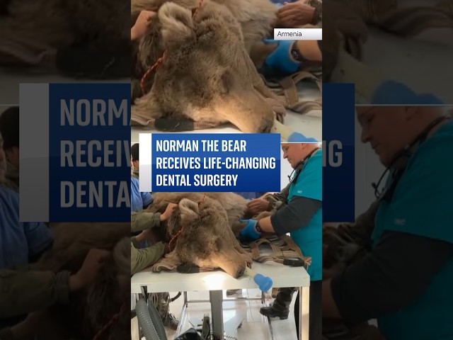 Rescue bear's ‘life-changing' dental surgery after being kept in captivity. #skynews