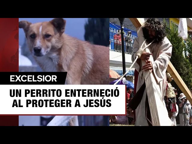 Perro protege a Jesús en viacrucis de Semana Santa