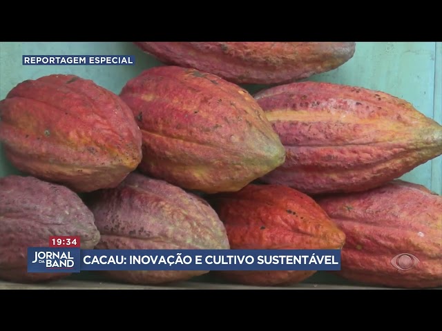 Cultivo do cacau vai muito além do chocolate