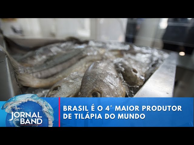 Brasil é o 4° maior produtor de tilápia do mundo | Jornal da Band