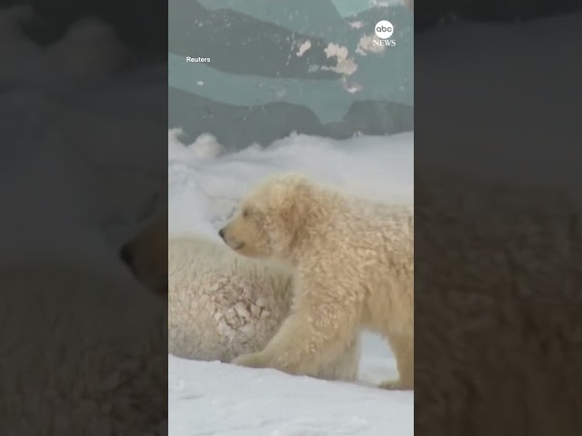 Polar bear cubs make first steps at Siberian zoo