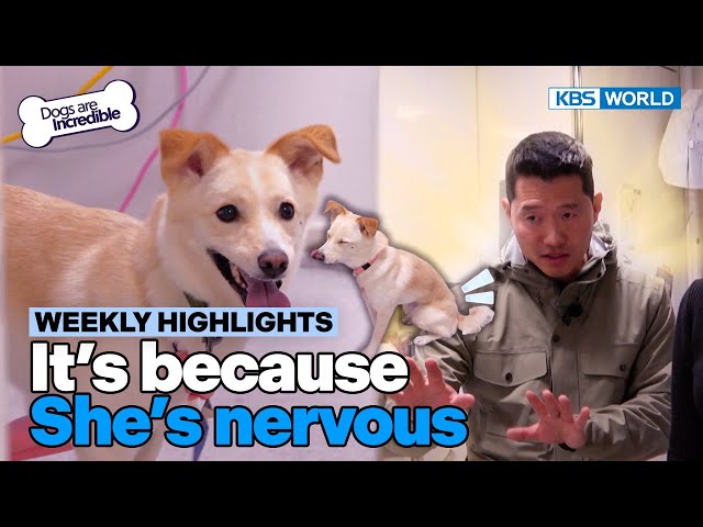 [Weekly Highlights] Don't be nervous [Dogs Are Incredible] | KBS WORLD TV 240326