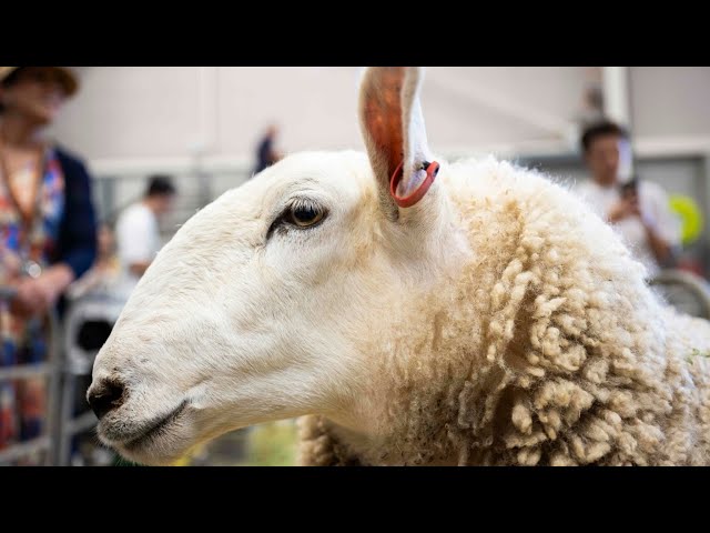 Sydney Royal Easter Show exhibitors ‘competitive but best of mates’