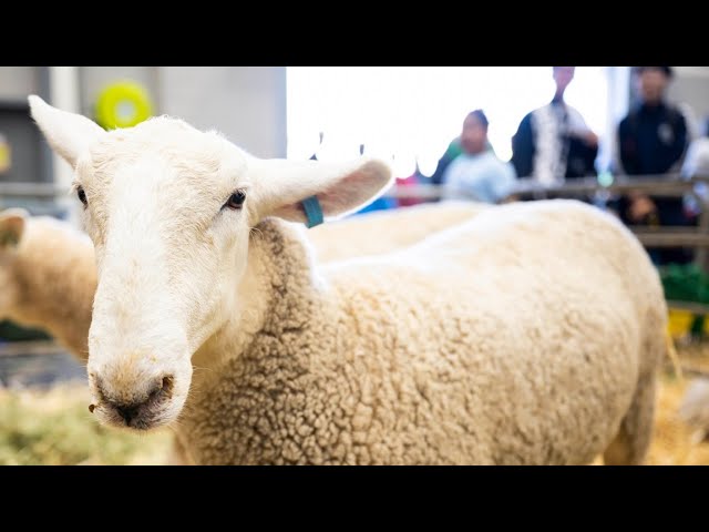 ‘Couldn’t be happier’: Sydney Royal Easter Show draws bumper crowds