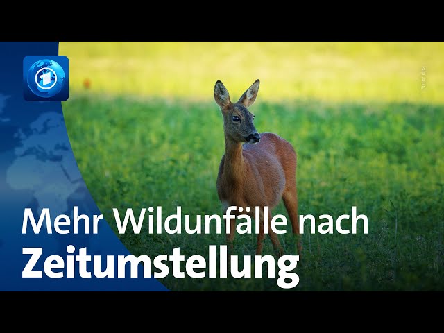 Wildtierunfälle: Zeitumstellung überrascht Tiere