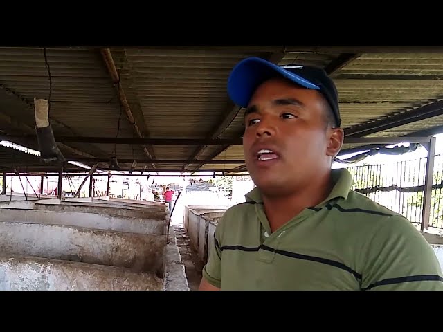 Resaltan labor de los veterinarios para la producción de alimentos en #LasTunas