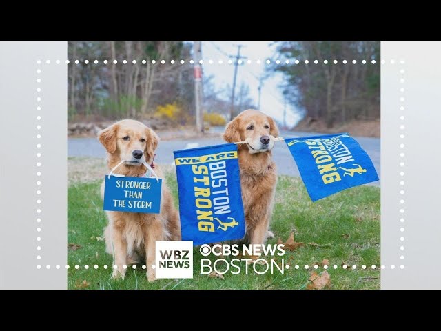 ⁣Statue of Boston Marathon dog Spencer comes to Ashland