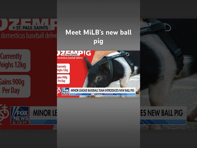 ‘OZEMPIG’: St. Paul Saints introduce their new ball pig #shorts