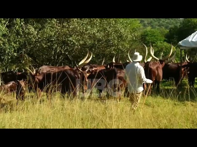 H.E MUSEVENI'S LIFESTYLE BESIDES OFFICIAL DUTIES, EXEMPLARY AGRICULTURALIST IN FARM.