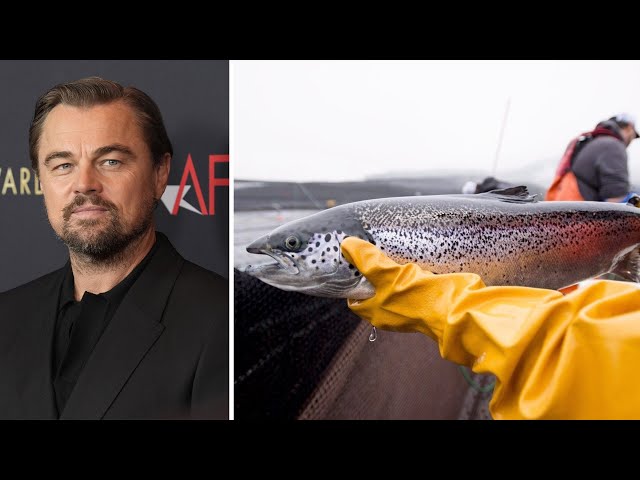 ⁣Actor Leonardo DiCaprio calls for new B.C. fish farming practices