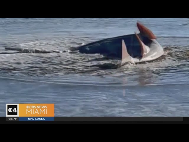 Fish acting strangely off the Florida Keys heightens the concerns of marine scientists