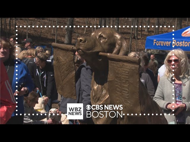 Spencer the Boston Marathon dog honored with statue on marathon route in Massachusetts