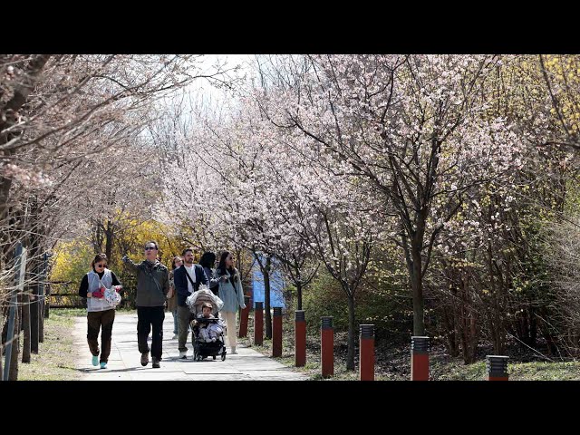 봄바람 타고 벚꽃 북상…이번 주 올 들어 가장 따뜻 / 연합뉴스TV (YonhapnewsTV)