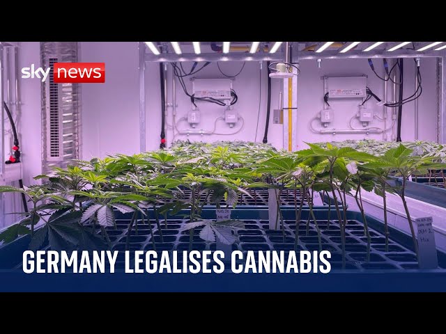 Germany legalises cannabis possession and home cultivation for personal use