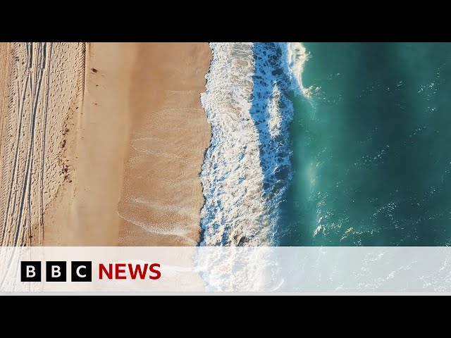 Can 3D printed sea walls protect marine wildlife in Miami? | BBC News