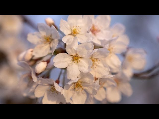 Cambio climático: Los cerezos florecen muy pronto en Alemania y muy tarde en Japón