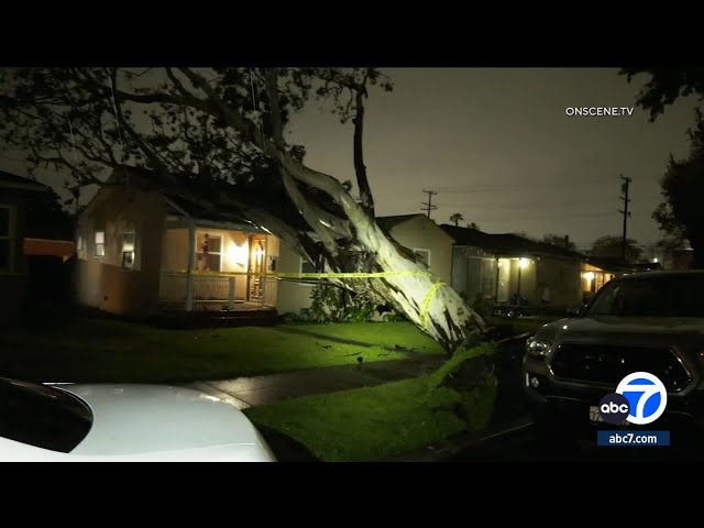 Large tree falls onto Long Beach home amid heavy rainfall