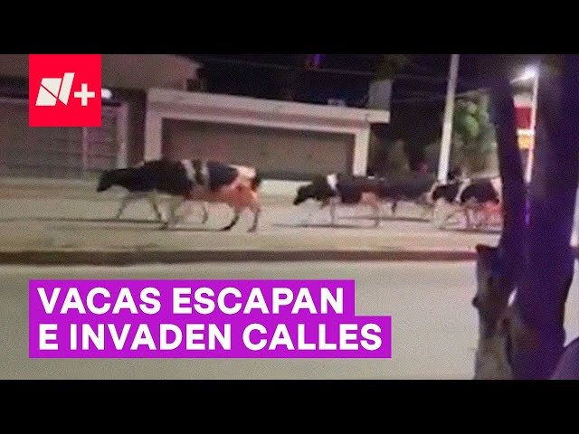 Estampida de vacas por las calles de Coahuila - N+