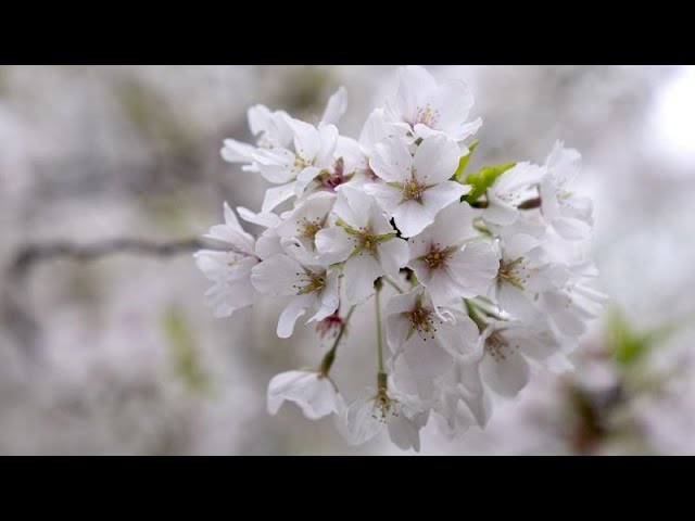 Wetterkapriolen: Kirschblüte in Bonn zu früh, in Tokio zu spät