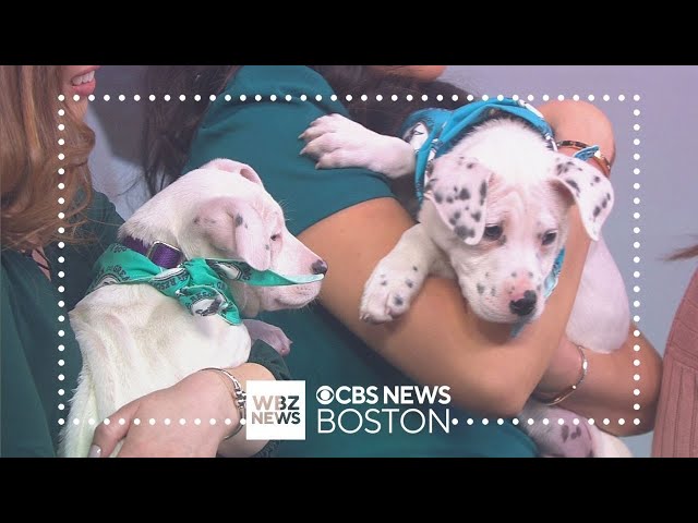 ⁣Puppy party! See these adorable dogs up for adoption in Massachusetts
