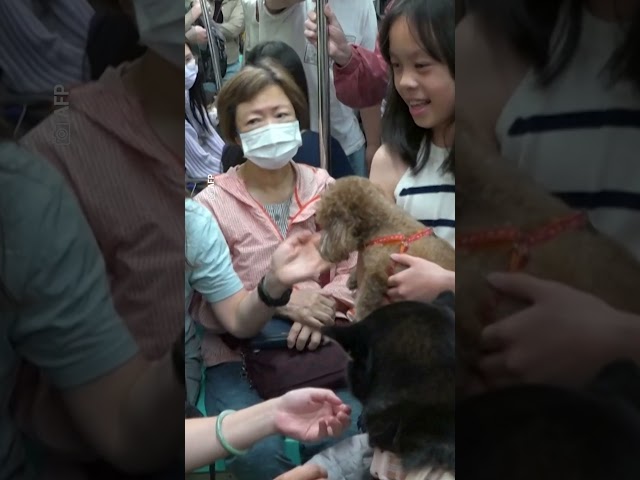 Mascotas fueron un pasajero más en el Metro