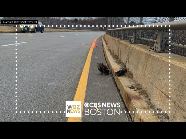 Injured owl rescued by Massachusetts state trooper in Danvers