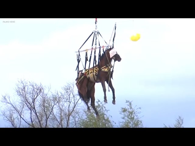 Horse airlifted to safety after getting stuck in Santa Ana River in Riverside County