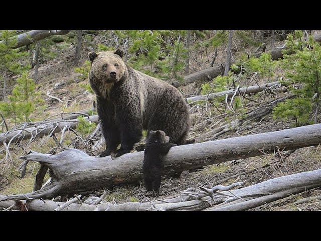 Slovaquie : un ours recherché après une nouvelle attaque