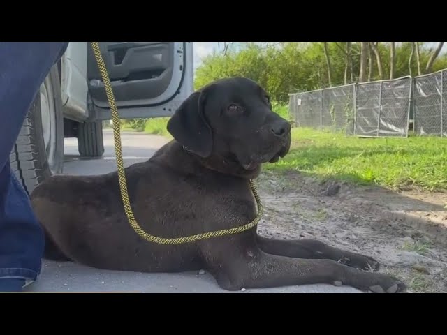 Miami-Dade Animal Services doing what it can to address dog dumping in Redland